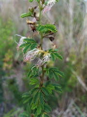 Calliandra biflora