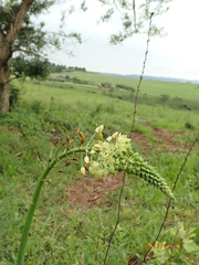 Albuca virens virens