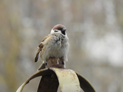 Passer montanus