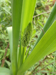 Albuca virens virens