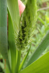 Albuca virens virens