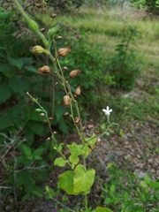 Nicotiana repanda