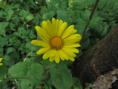 Doronicum pardalianches