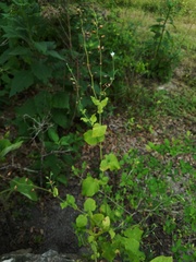 Nicotiana repanda