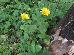Doronicum pardalianches