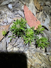 Pultenaea petiolaris