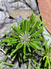 Pultenaea petiolaris