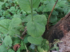 Doronicum pardalianches