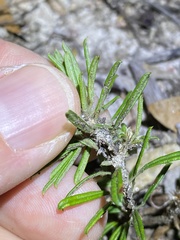Pultenaea petiolaris