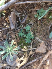 Nuttallanthus texanus