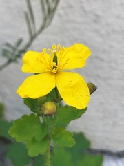 Chelidonium majus