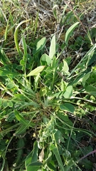 Anthyllis vulneraria