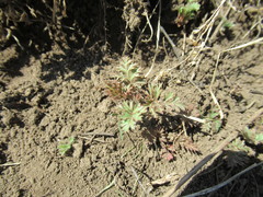 Erodium stephanianum