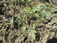 Erodium stephanianum