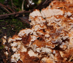 Cerrena zonata