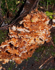 Cerrena zonata