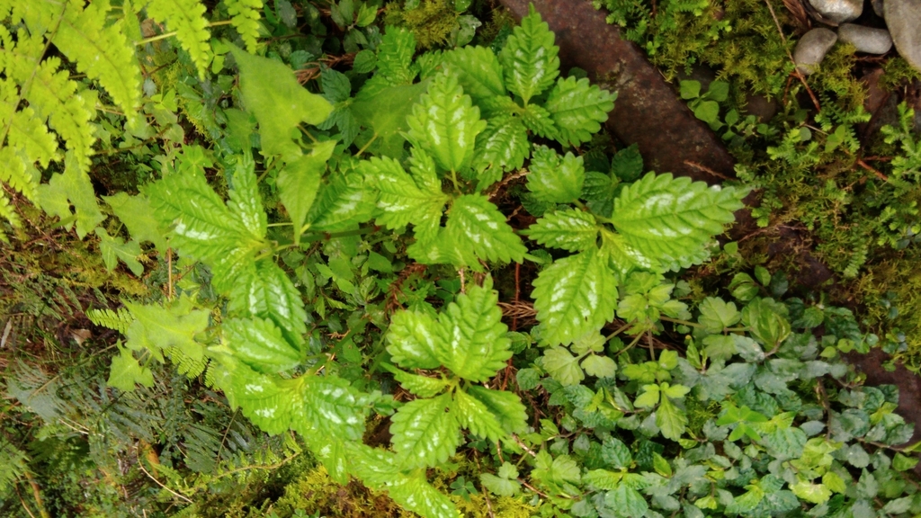 Pilea matsudae