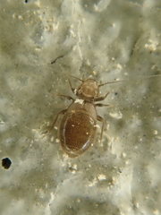 Lepinotus reticulatus