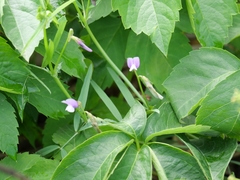 Lathyrus hirsutus