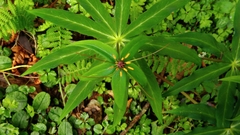 Paris polyphylla stenophylla