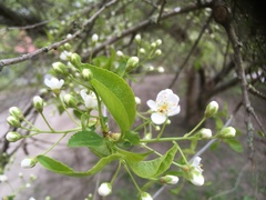 Angiospermae
