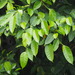 Ficus virgata - Photo no hay derechos reservados, subido por 葉子