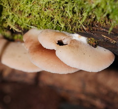 Crepidotus nephrodes