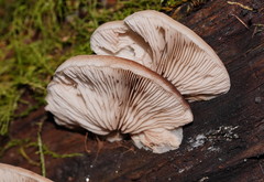Crepidotus nephrodes