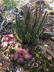 Stapelia hirsuta
