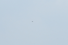 Circaetus gallicus