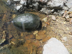 Kinosternon alamosae