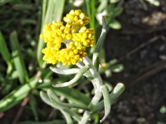 Pseudognaphalium affine