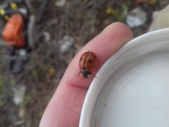Coccinella septempunctata