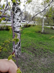 Betula pendula