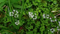 Sanicula petagnioides