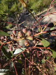 Eucalyptus porosa