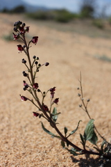 Scrophularia incisa