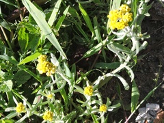 Pseudognaphalium affine