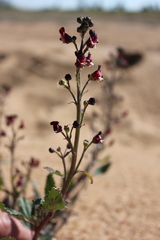 Scrophularia incisa