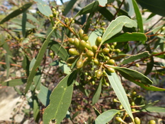 Eucalyptus porosa
