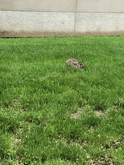 Sylvilagus floridanus