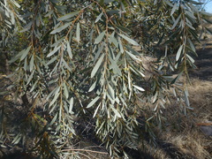 Acacia pendula