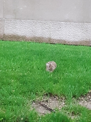 Sylvilagus floridanus