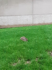 Sylvilagus floridanus