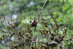 Carpodacus vinaceus