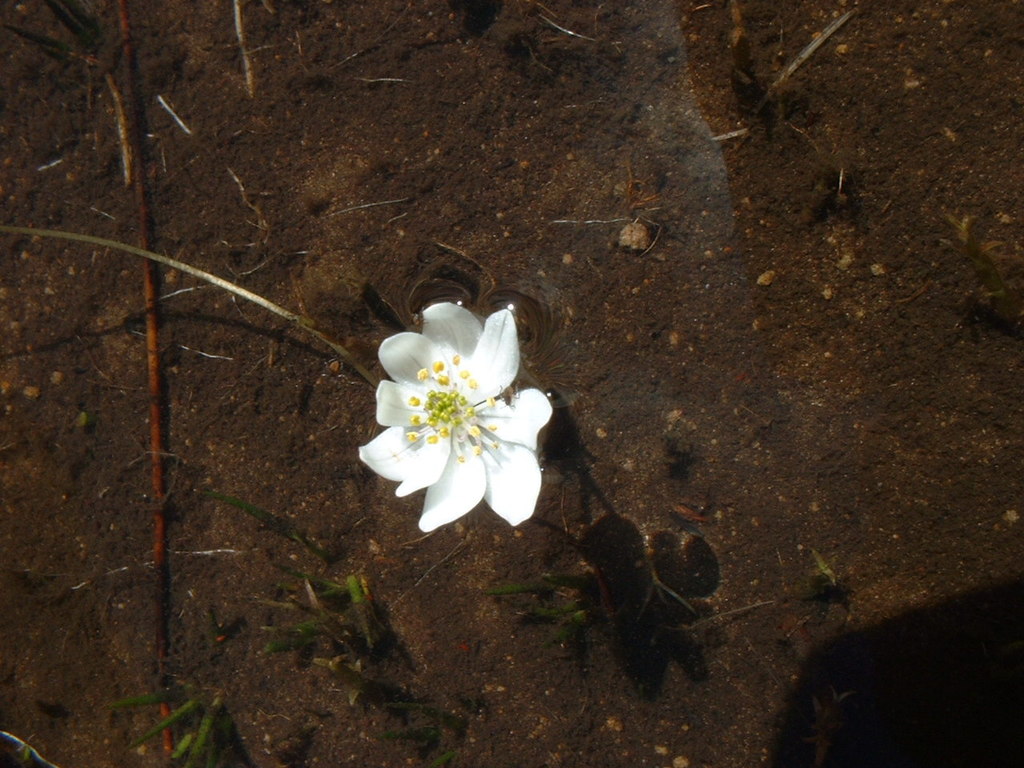 Sehlabathebe Waterblommetjie