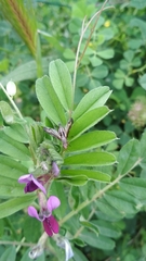 Dorycera grandis