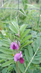 Dorycera grandis