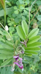Dorycera grandis