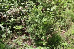 Buxus colchica